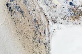 Best Emergency Mold Remediation in Trenton, GA